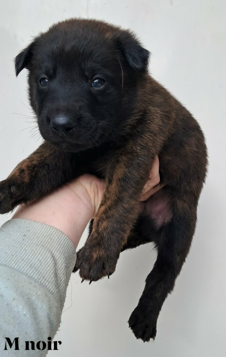 De L'Odyssée D'Hèra - Chiots disponibles - Berger hollandais