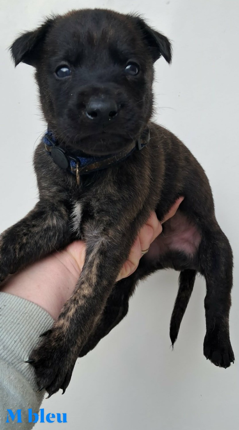 De L'Odyssée D'Hèra - Chiots disponibles - Berger hollandais