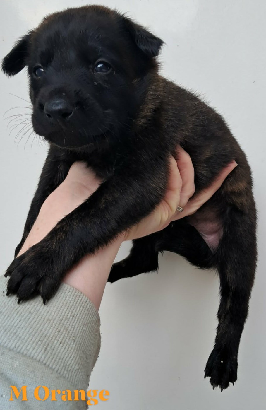 De L'Odyssée D'Hèra - Chiots disponibles - Berger hollandais