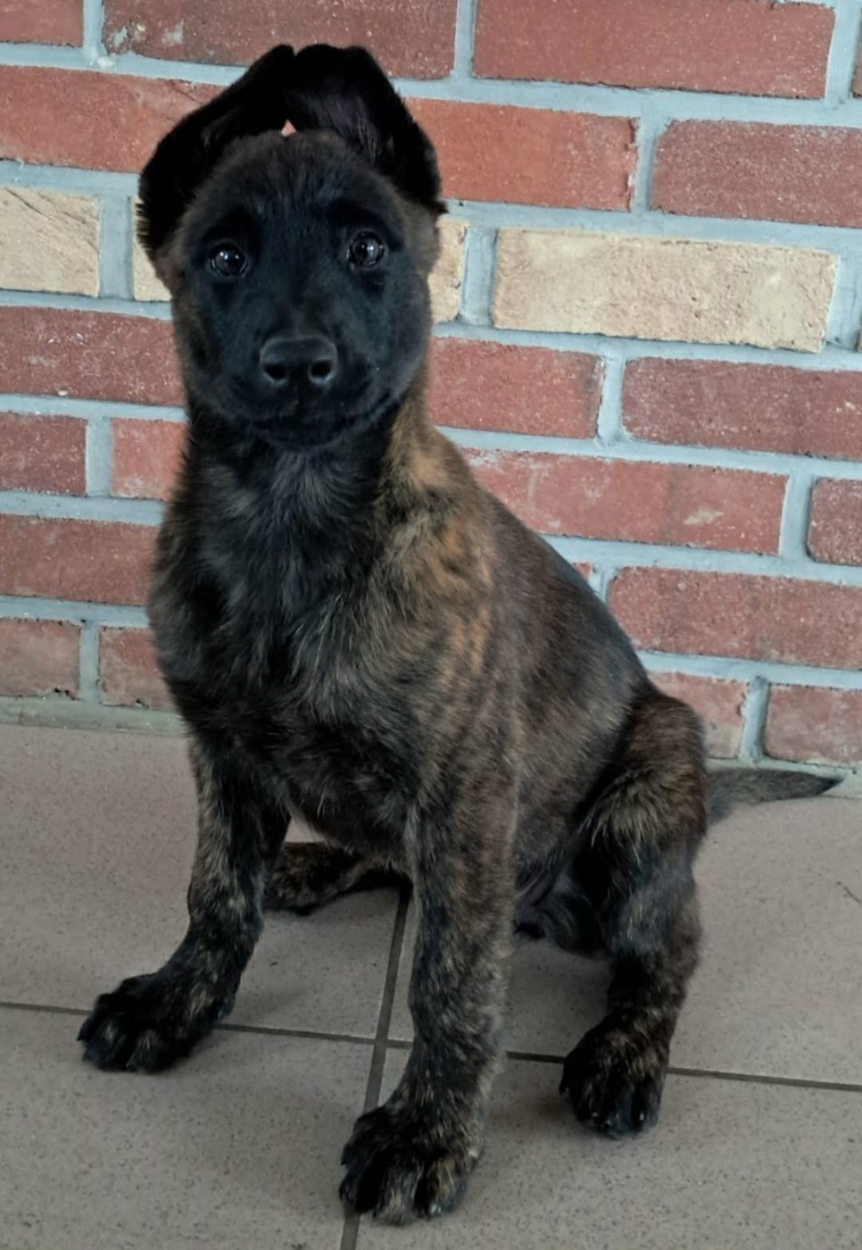 De L'Odyssée D'Hèra - Chiots disponibles - Berger hollandais