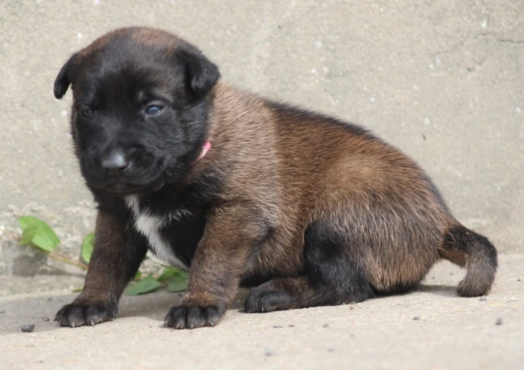 De L'Odyssée D'Hèra - Chiots disponibles - Berger Belge