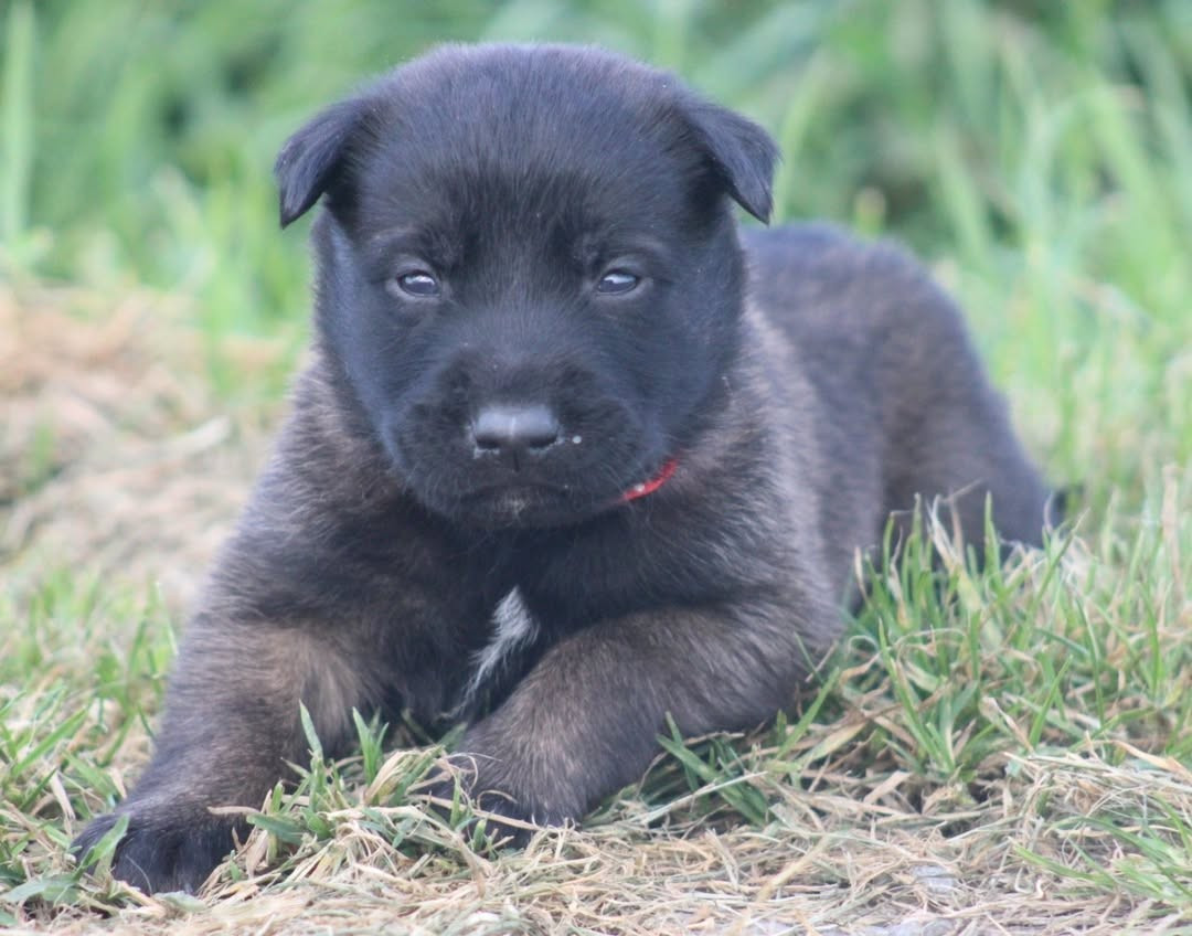 De L'Odyssée D'Hèra - Chiots disponibles - Berger Belge