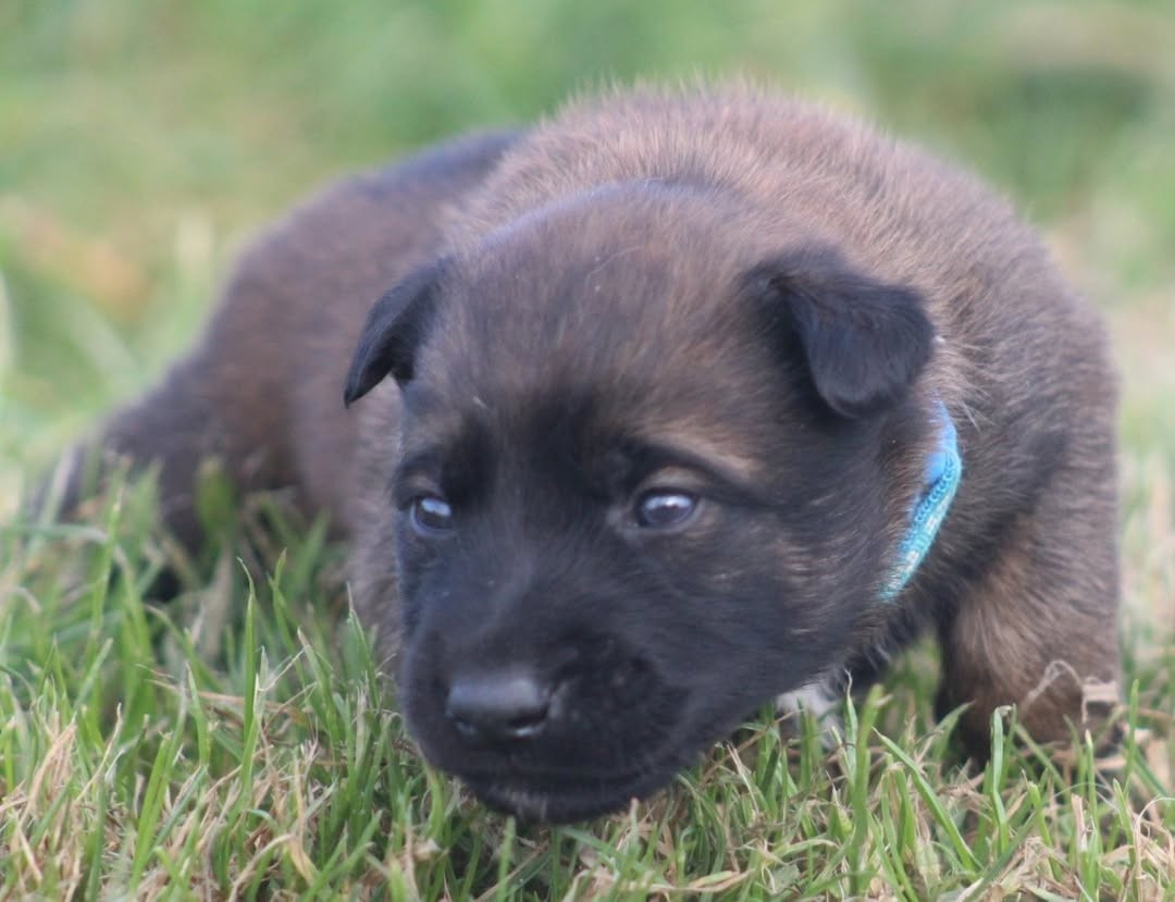 De L'Odyssée D'Hèra - Chiots disponibles - Berger Belge