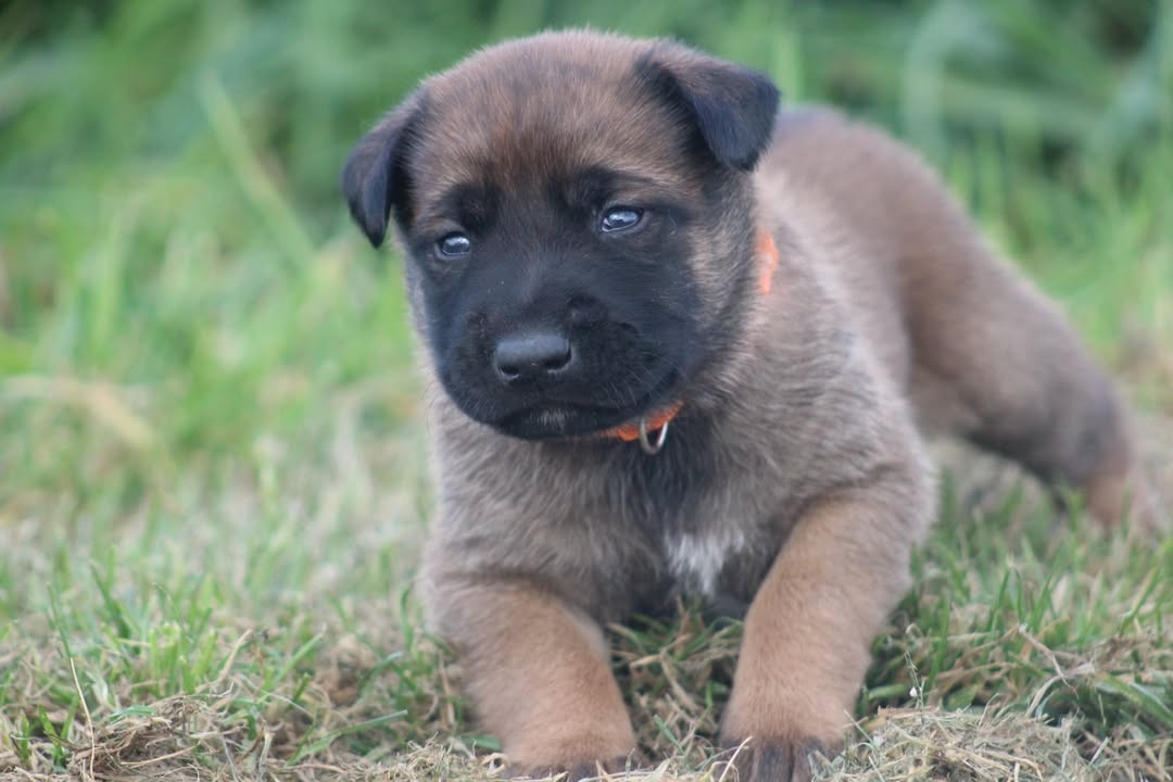 De L'Odyssée D'Hèra - Chiots disponibles - Berger Belge