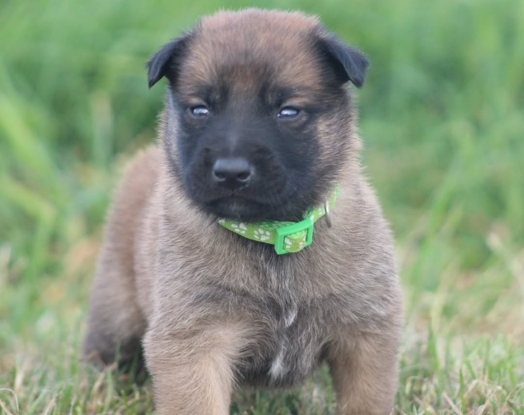 De L'Odyssée D'Hèra - Chiots disponibles - Berger Belge