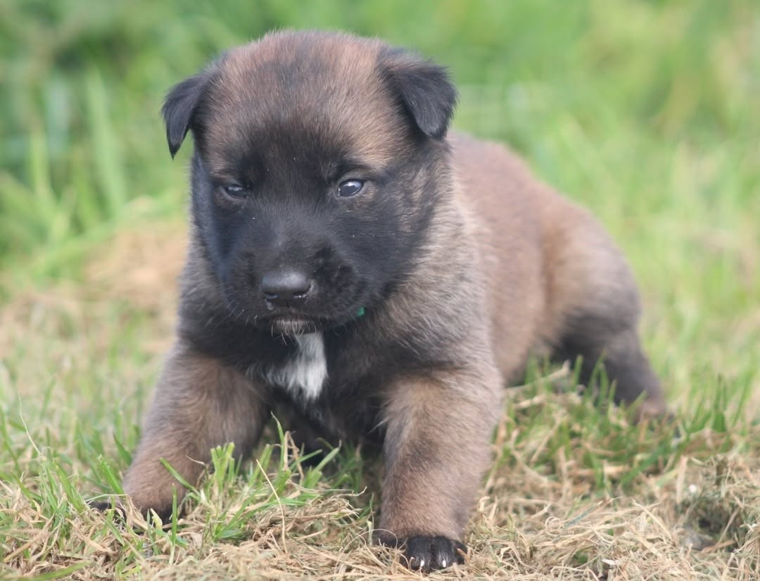 De L'Odyssée D'Hèra - Chiots disponibles - Berger Belge