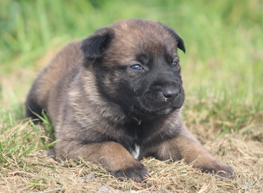 De L'Odyssée D'Hèra - Chiots disponibles - Berger Belge