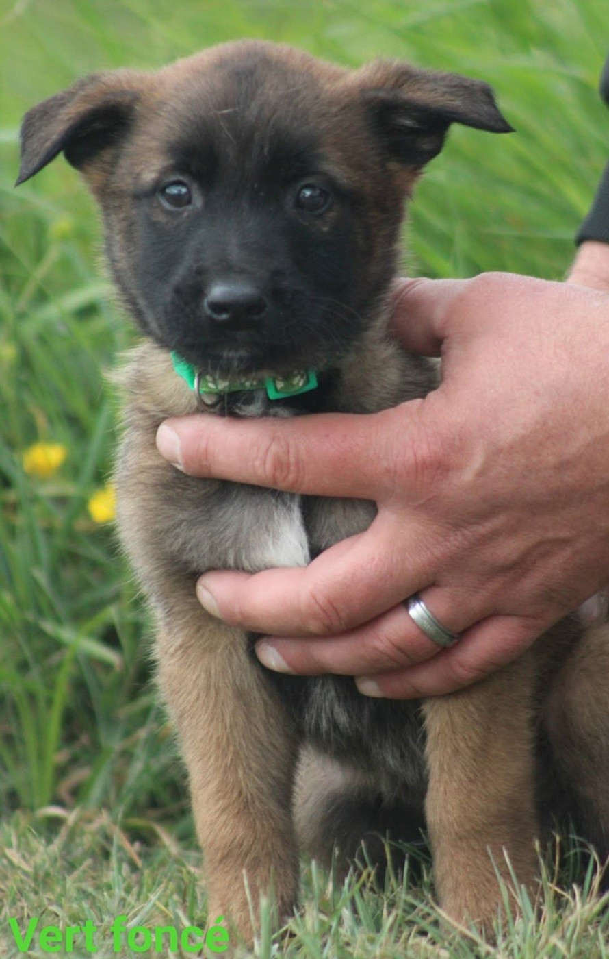De L'Odyssée D'Hèra - Chiots disponibles - Berger Belge