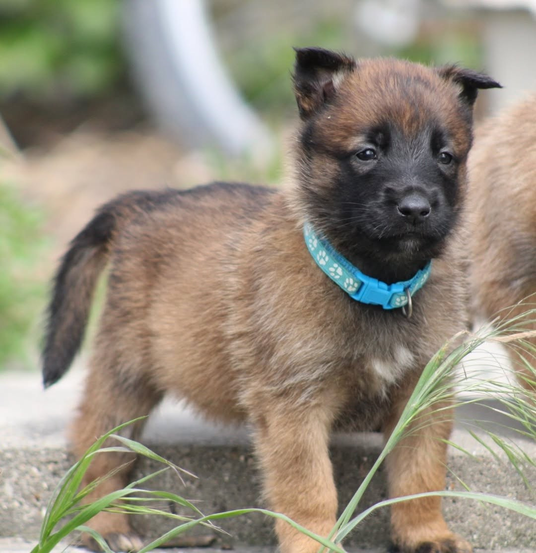 De L'Odyssée D'Hèra - Chiots disponibles - Berger Belge