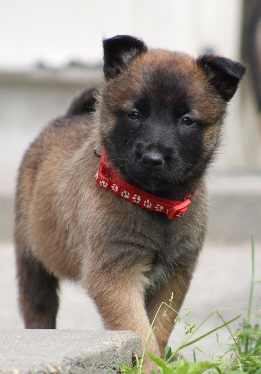 De L'Odyssée D'Hèra - Chiots disponibles - Berger Belge