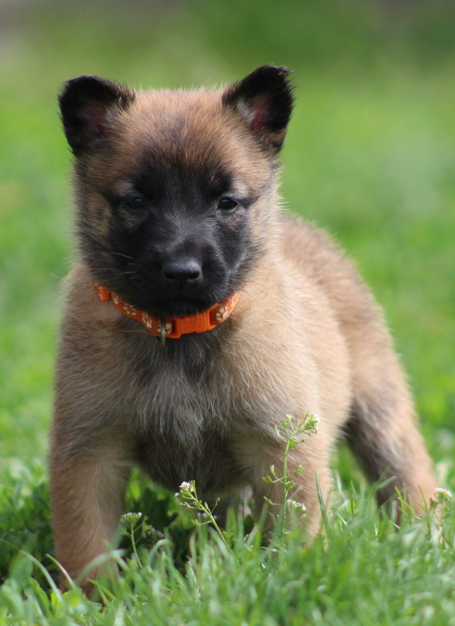 De L'Odyssée D'Hèra - Chiots disponibles - Berger Belge