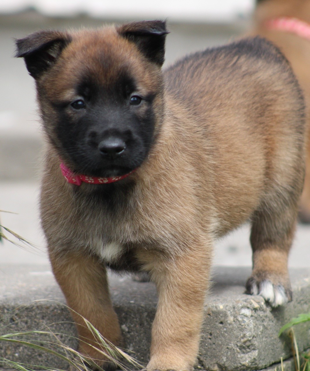 De L'Odyssée D'Hèra - Chiots disponibles - Berger Belge