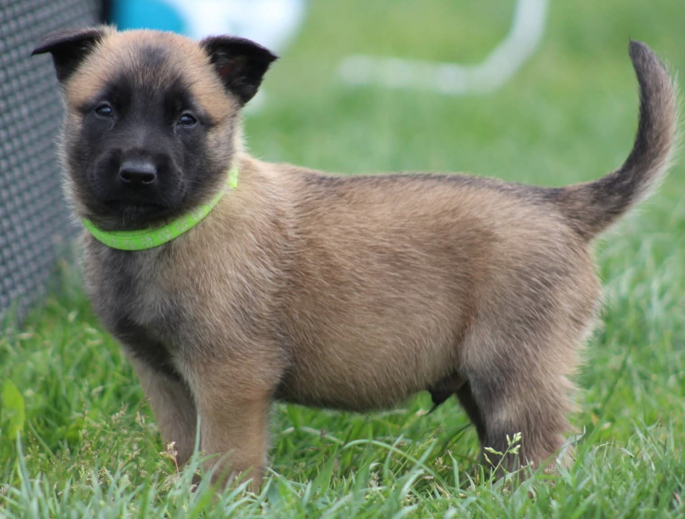De L'Odyssée D'Hèra - Chiots disponibles - Berger Belge