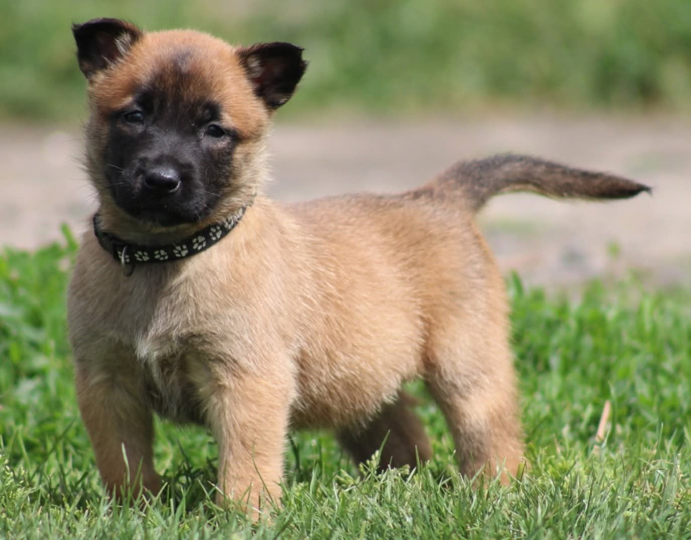 De L'Odyssée D'Hèra - Chiots disponibles - Berger Belge