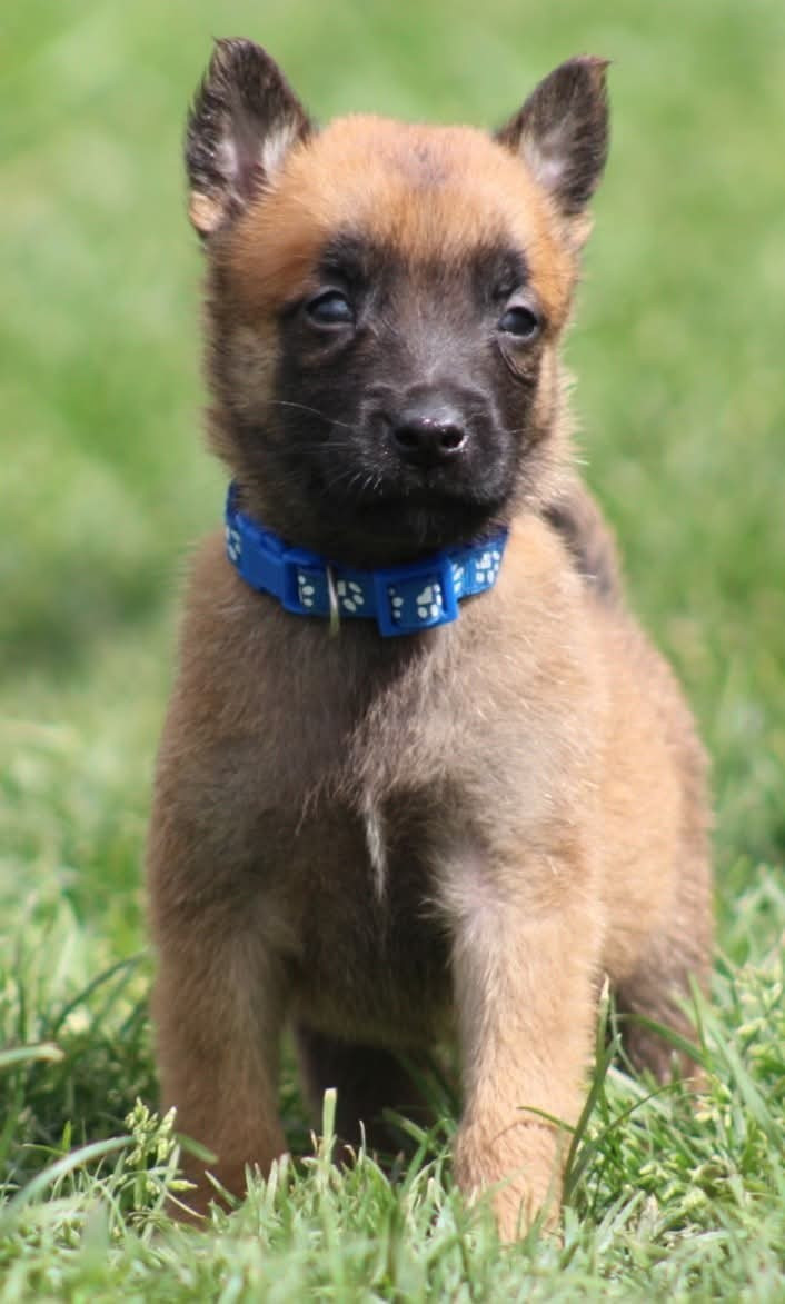 De L'Odyssée D'Hèra - Chiots disponibles - Berger Belge