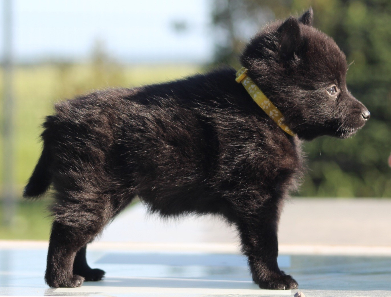 De L'Odyssée D'Hèra - Chiots disponibles - Schipperke