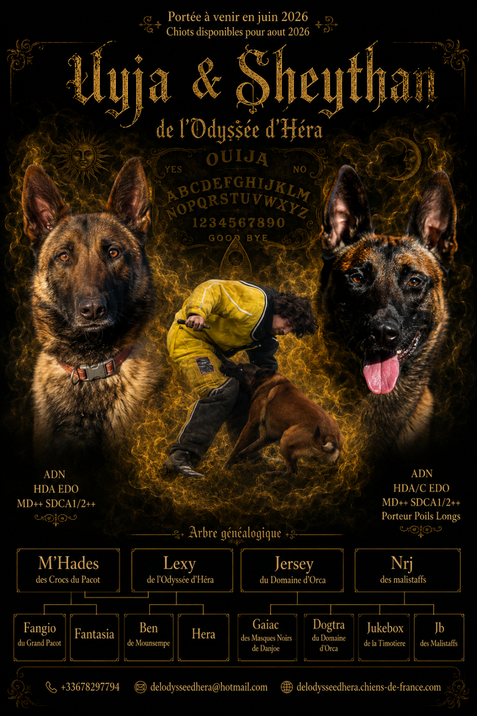 De L'Odyssée D'Hèra - Berger Belge - Portée née le 13/06/2026