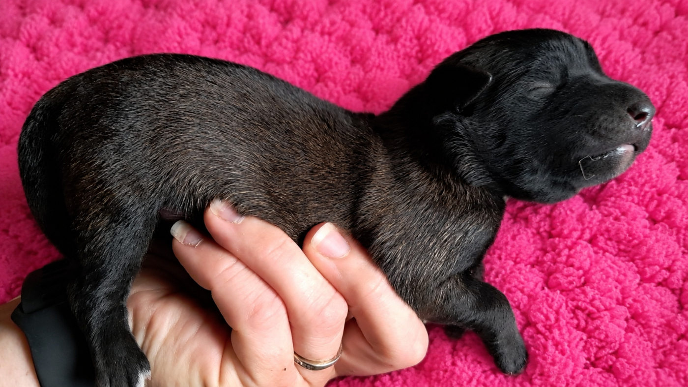 De L'Odyssée D'Hèra - Chiots disponibles - Berger Belge