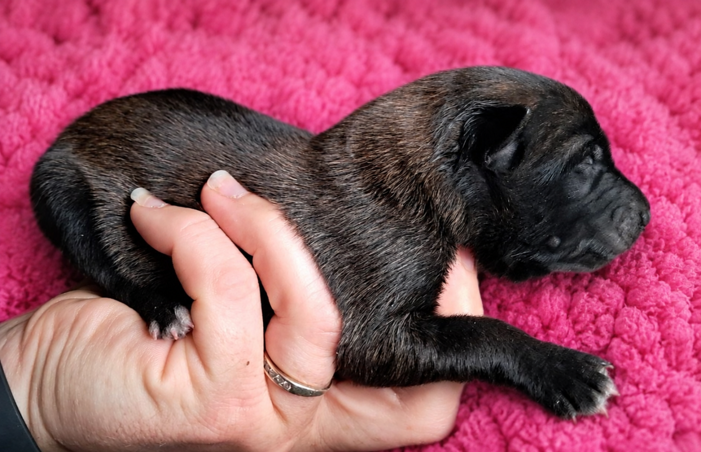 De L'Odyssée D'Hèra - Chiots disponibles - Berger Belge
