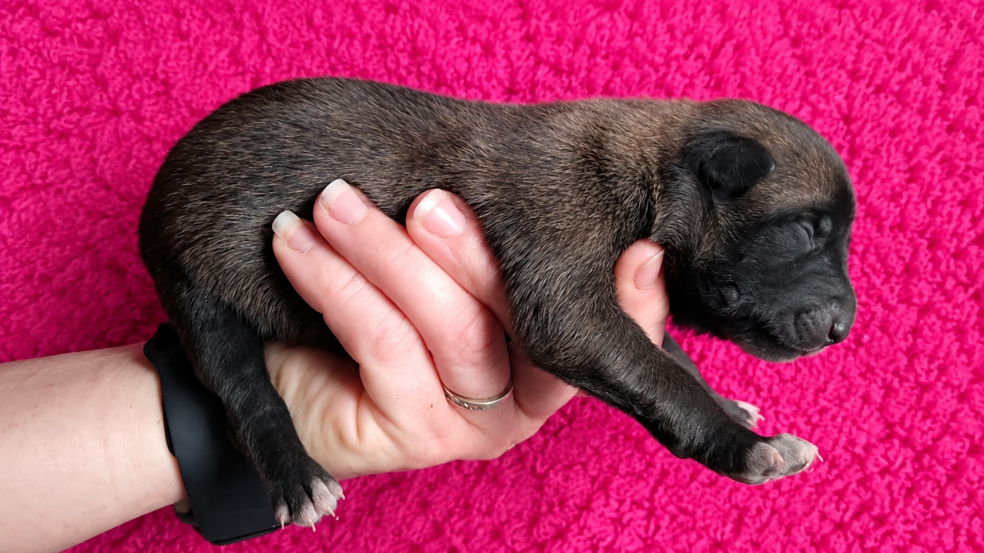 De L'Odyssée D'Hèra - Chiots disponibles - Berger Belge