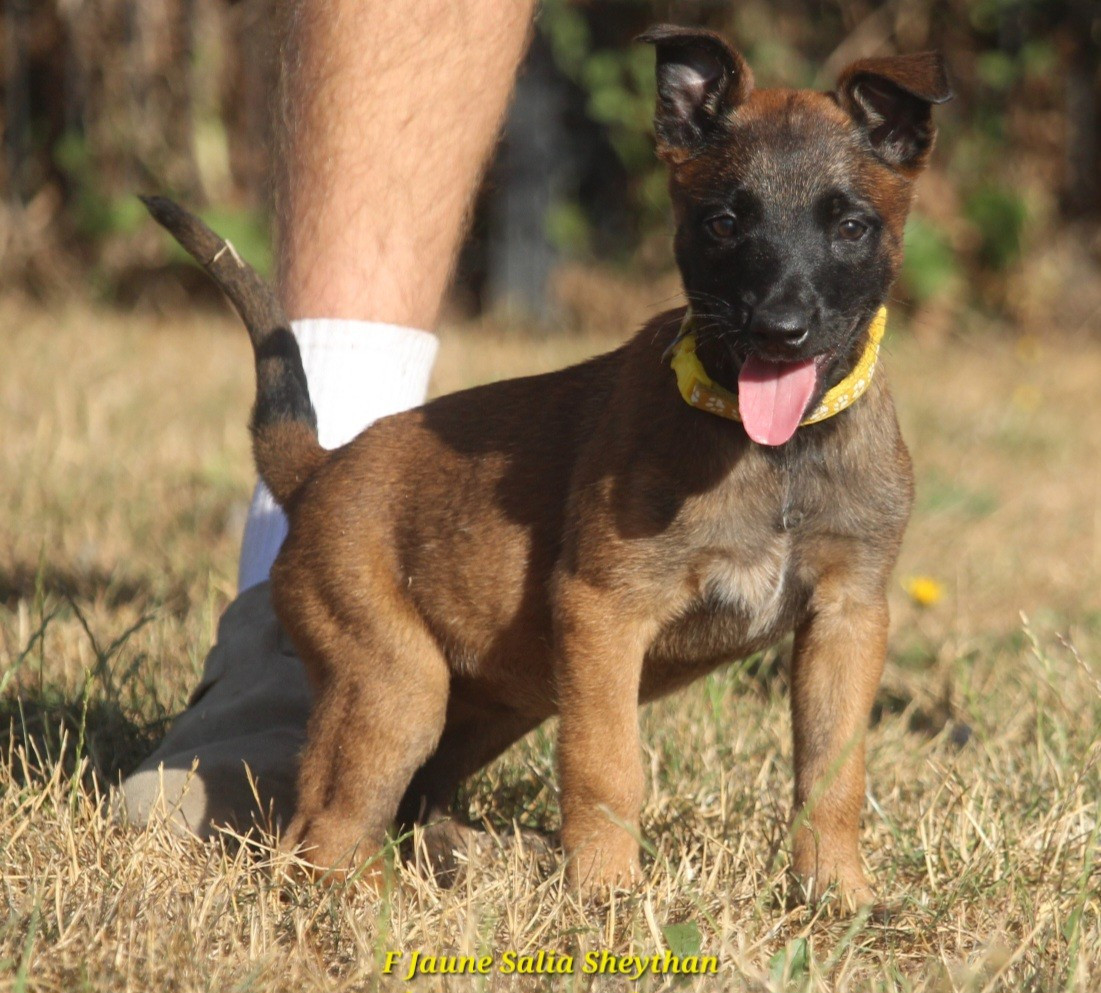De L'Odyssée D'Hèra - Chiots disponibles - Berger Belge
