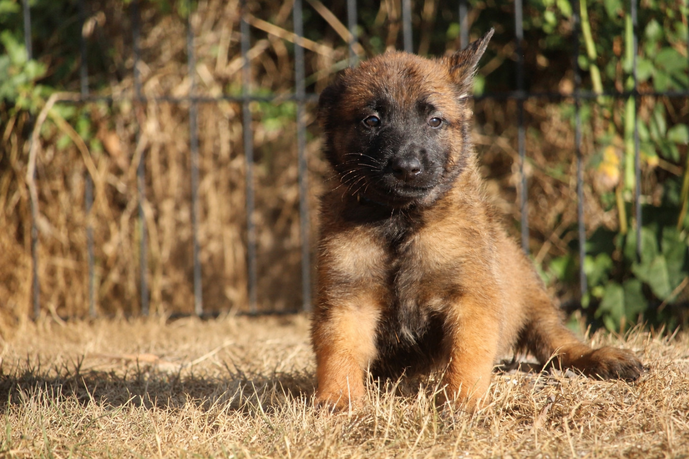 De L'Odyssée D'Hèra - Chiots disponibles - Berger Belge