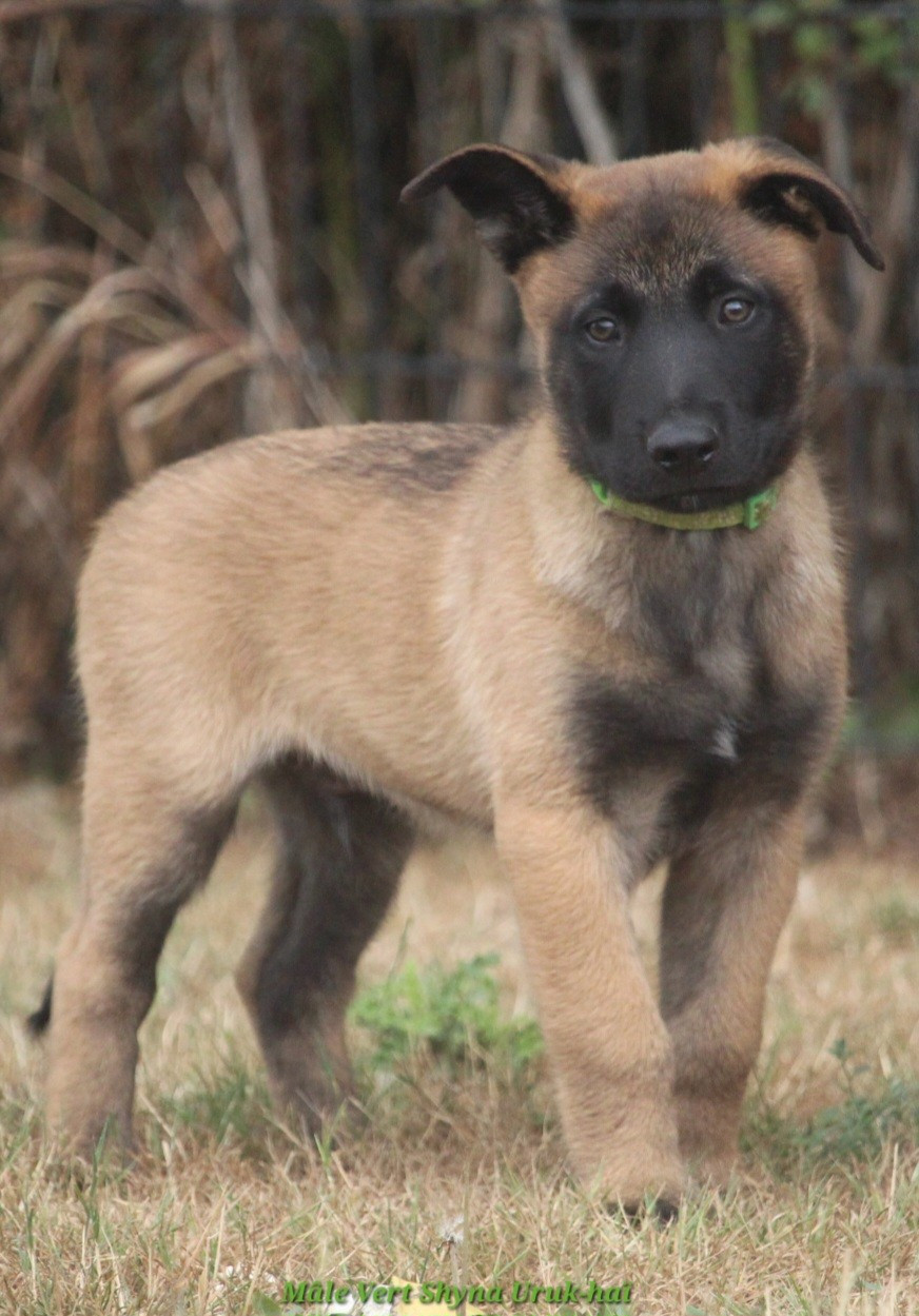 De L'Odyssée D'Hèra - Chiots disponibles - Berger Belge