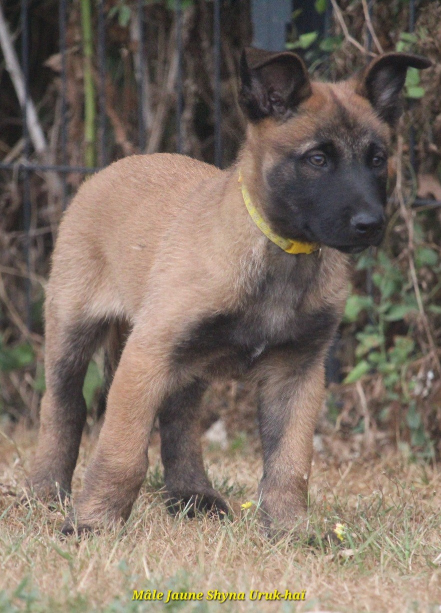 De L'Odyssée D'Hèra - Chiots disponibles - Berger Belge