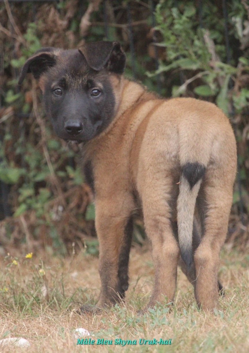 De L'Odyssée D'Hèra - Chiots disponibles - Berger Belge
