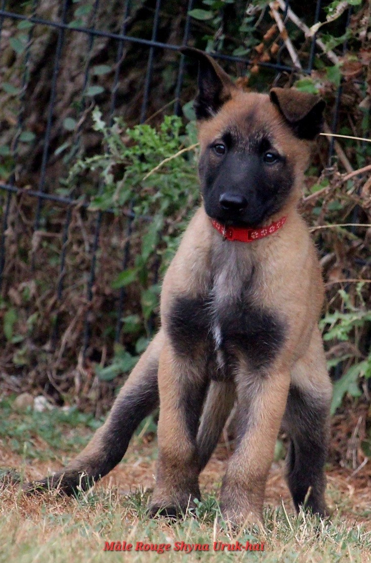 De L'Odyssée D'Hèra - Chiots disponibles - Berger Belge
