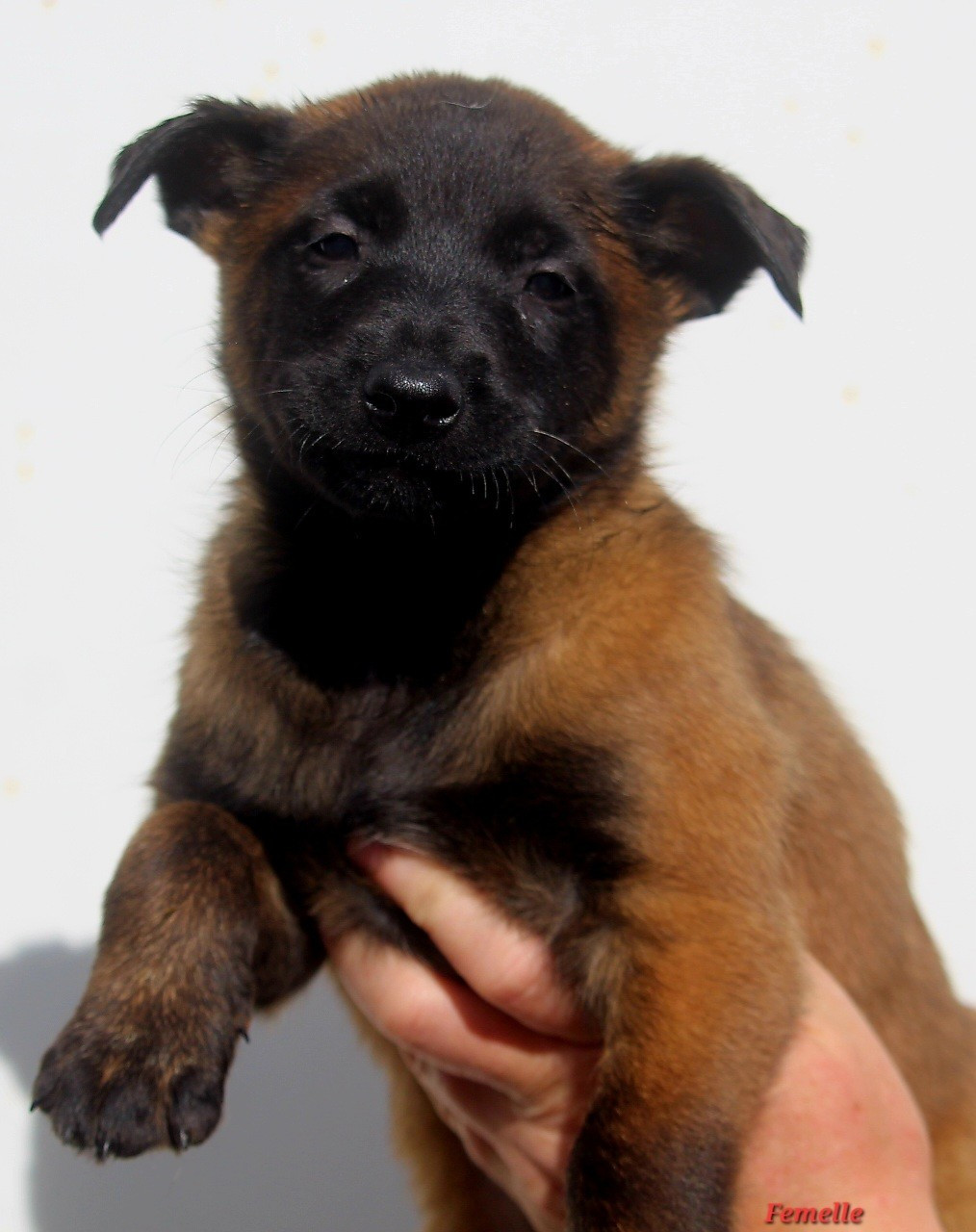 De L'Odyssée D'Hèra - Chiots disponibles - Berger Belge