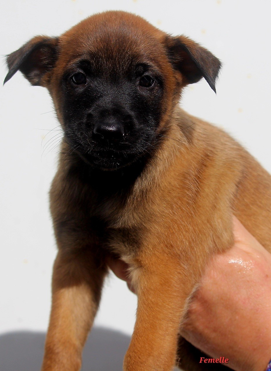 De L'Odyssée D'Hèra - Chiots disponibles - Berger Belge