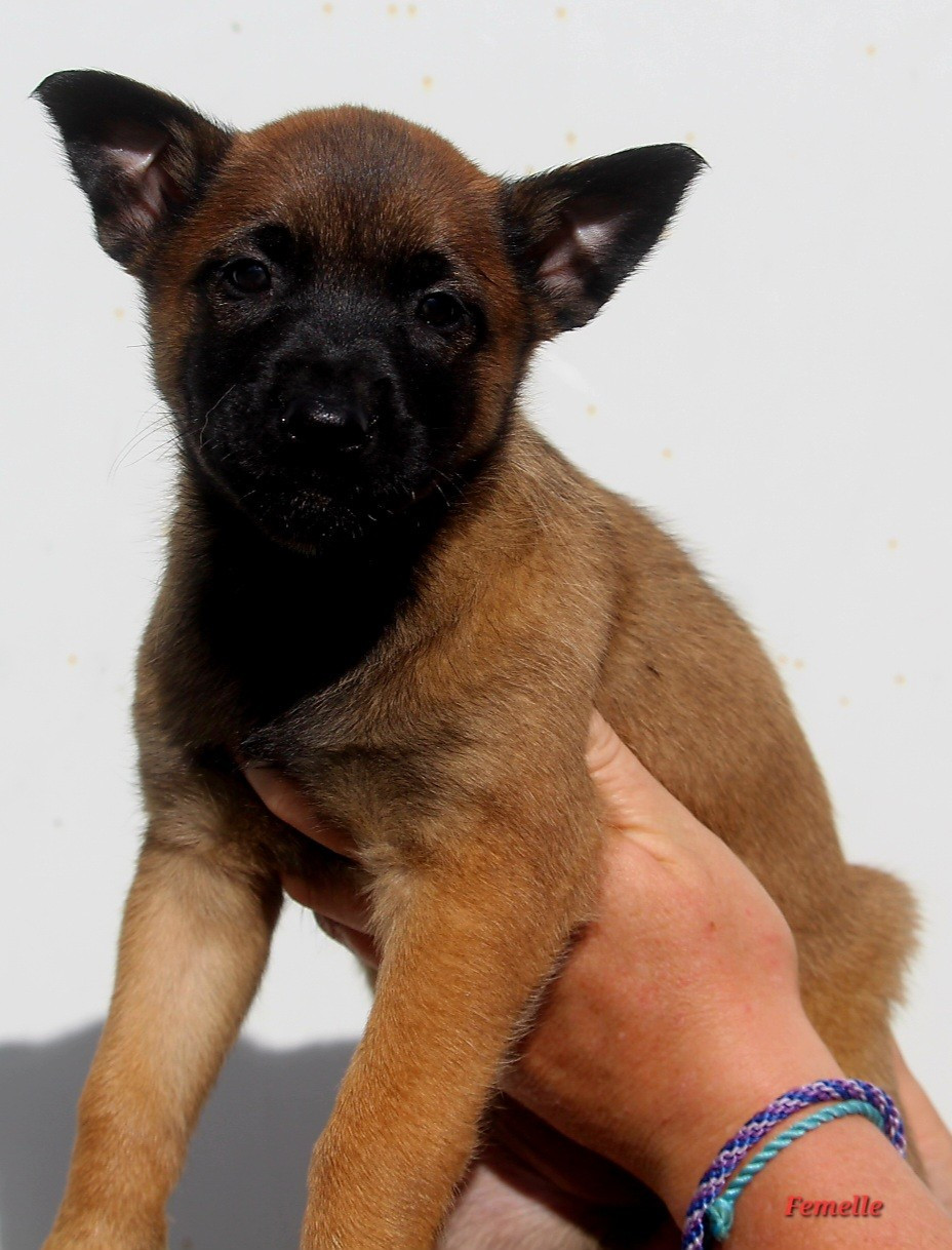 De L'Odyssée D'Hèra - Chiots disponibles - Berger Belge