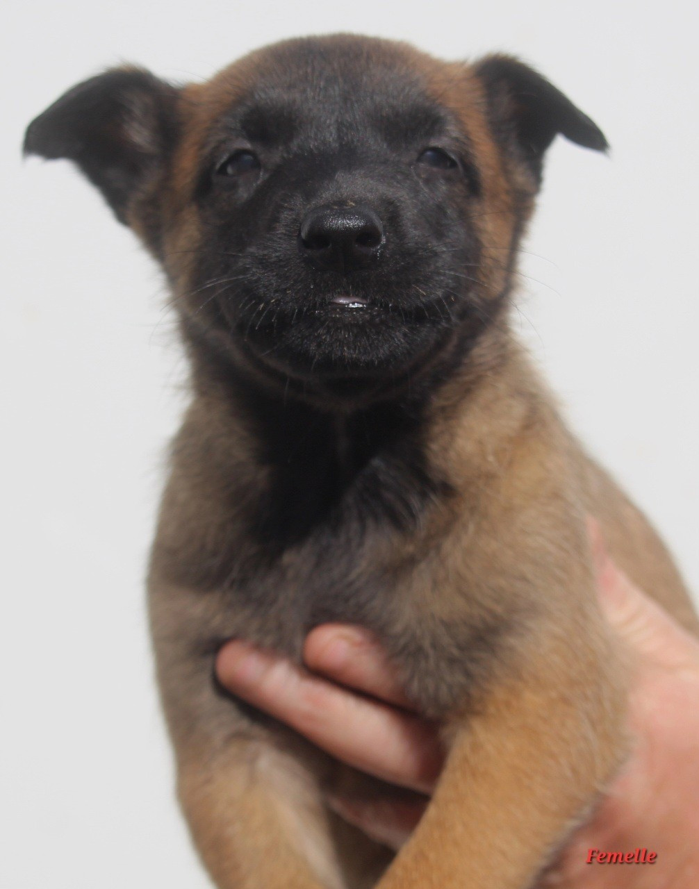 De L'Odyssée D'Hèra - Chiots disponibles - Berger Belge