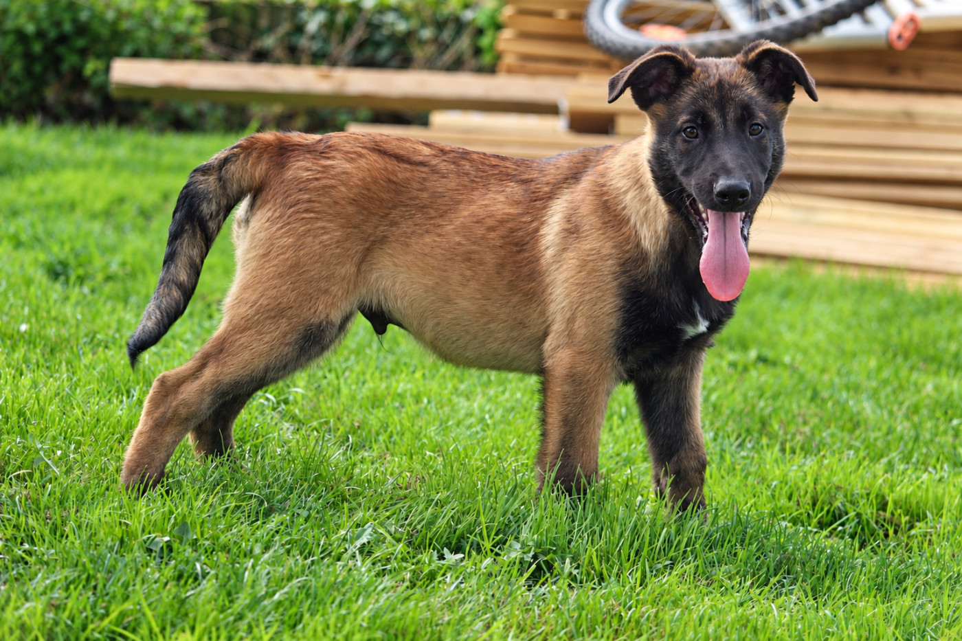 De L'Odyssée D'Hèra - Chiots disponibles - Berger Belge