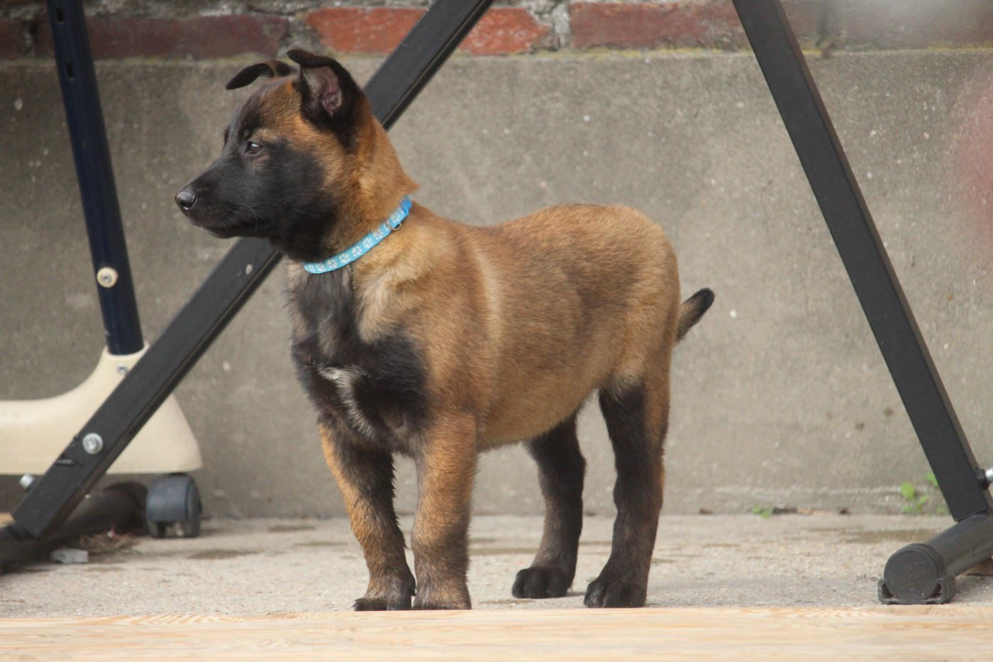 De L'Odyssée D'Hèra - Chiots disponibles - Berger Belge