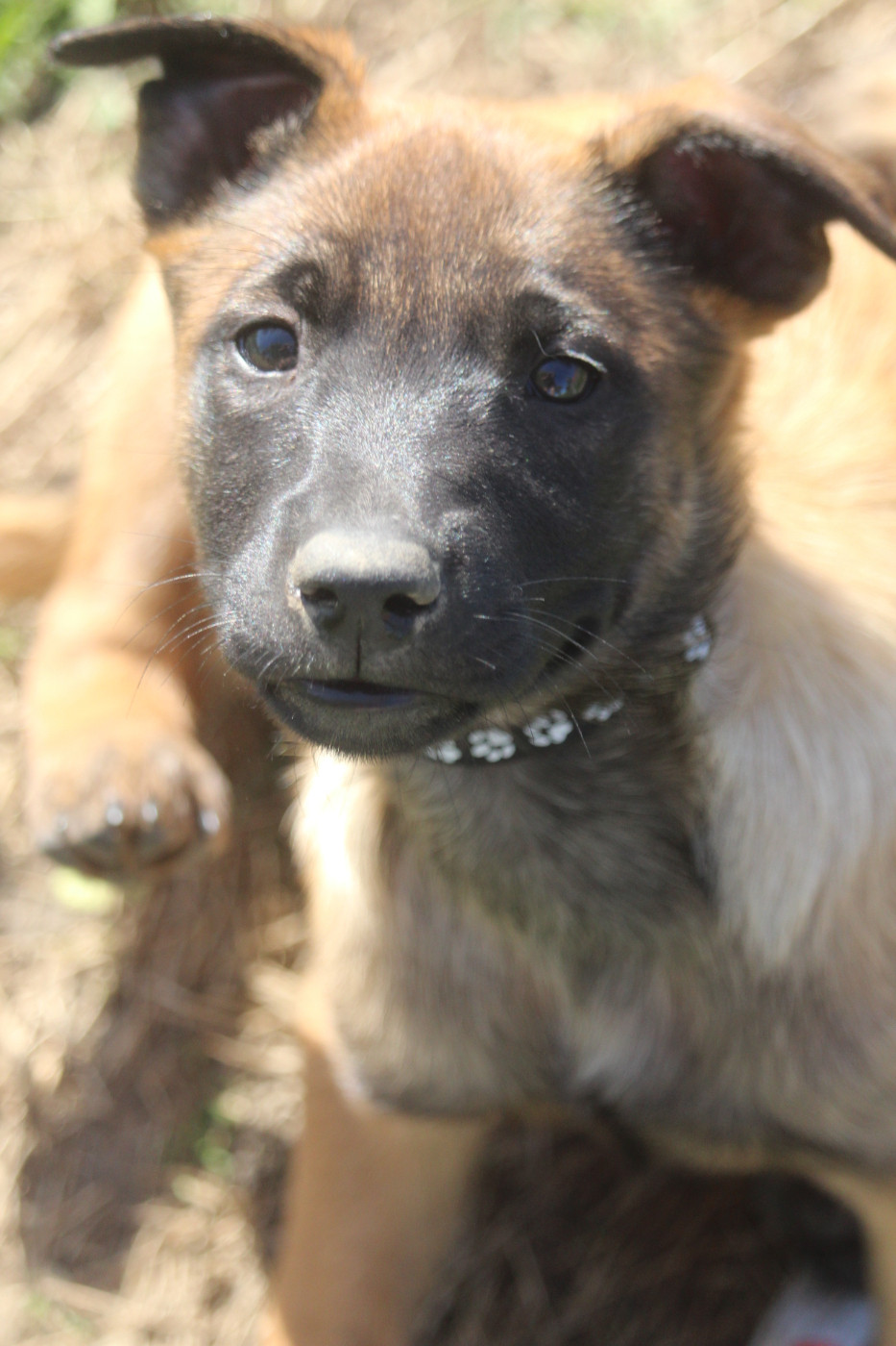 De L'Odyssée D'Hèra - Chiots disponibles - Berger Belge