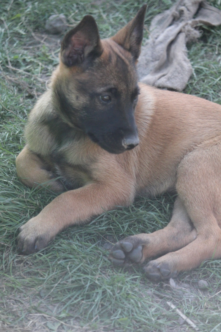 De L'Odyssée D'Hèra - Chiots disponibles - Berger Belge