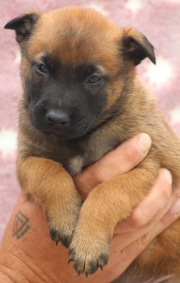 De L'Odyssée D'Hèra - Chiots disponibles - Berger Belge