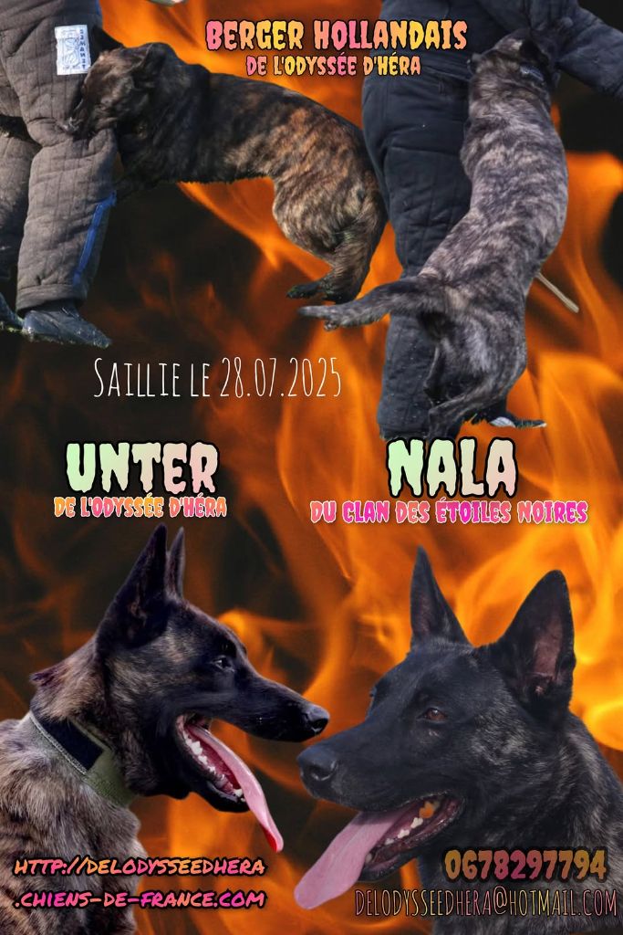 De L'Odyssée D'Hèra - Berger hollandais - Portée née le 27/09/2025