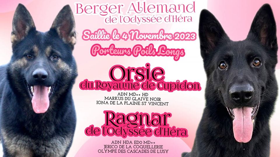 De L'Odyssée D'Hèra - Berger Allemand - Portée née le 04/01/2024