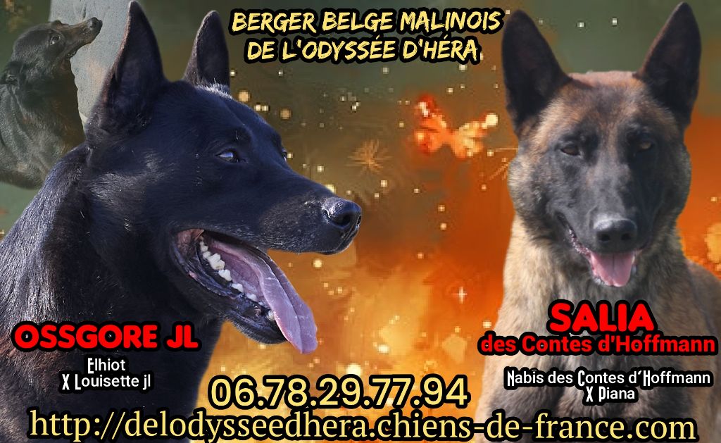 De L'Odyssée D'Hèra - Berger Belge - Portée née le 14/10/2025