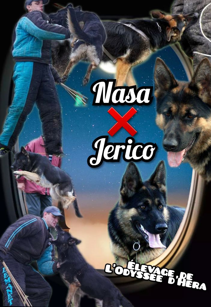 Chiot Berger Allemand De L'Odyssée D'Hèra
