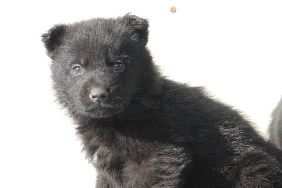 De L'Odyssée D'Hèra - Berger Allemand - Portée née le 05/01/2023