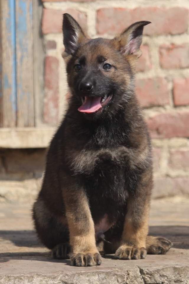 De L'Odyssée D'Hèra - Berger Allemand - Portée née le 20/04/2023