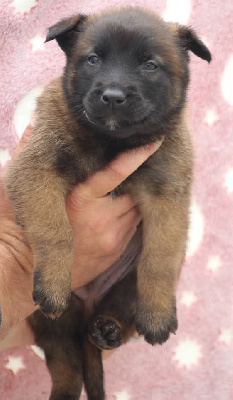CHIOT