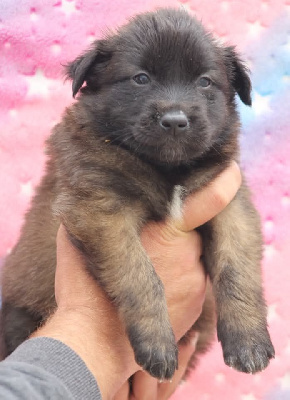 CHIOT