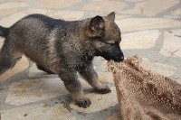 CHIOT