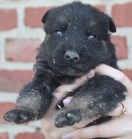 CHIOT