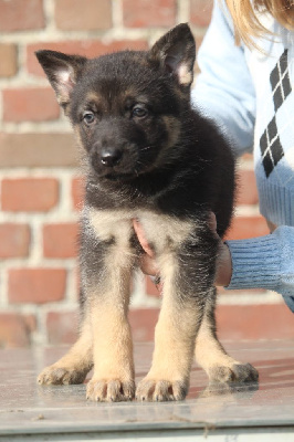 CHIOT